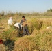 Iraqi Rice Farmers