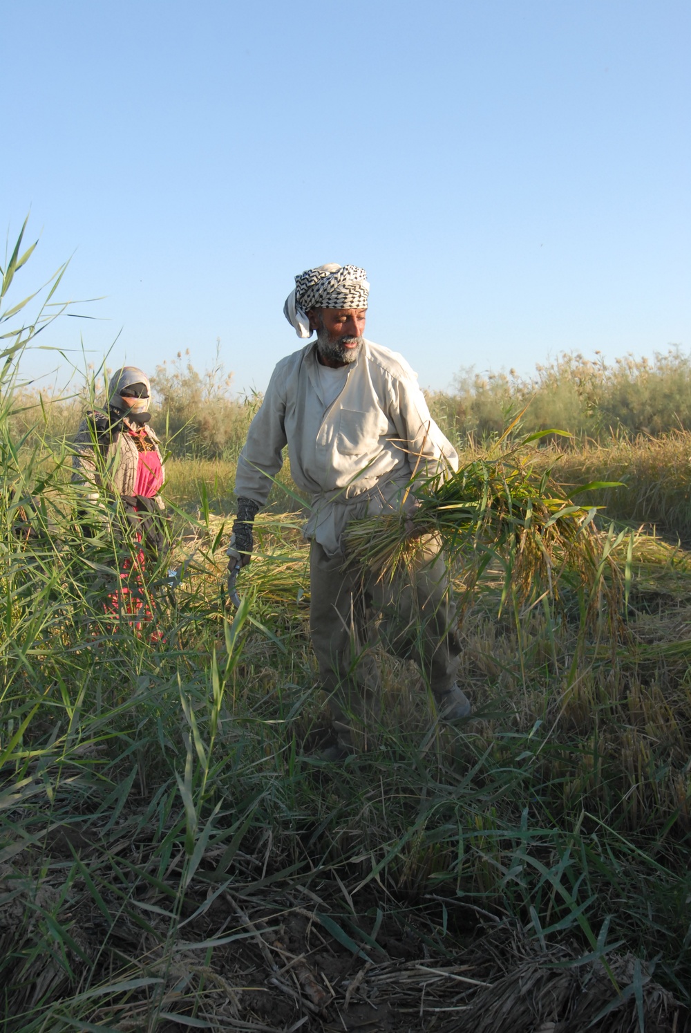 Iraqi Rice Farmers