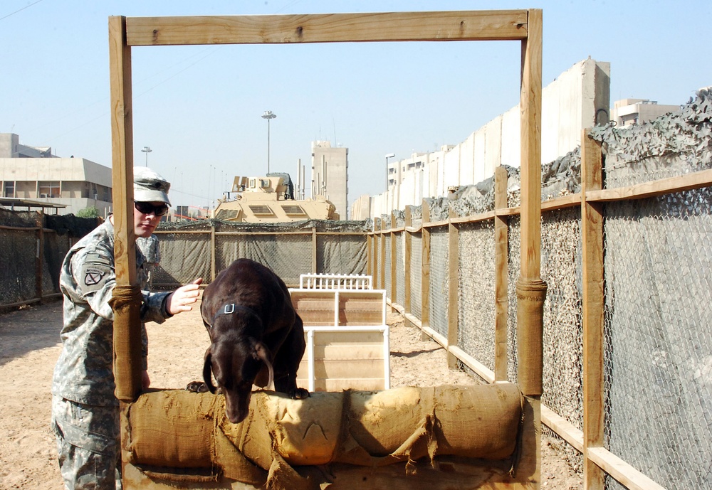 Day in the life of a military working dog handler