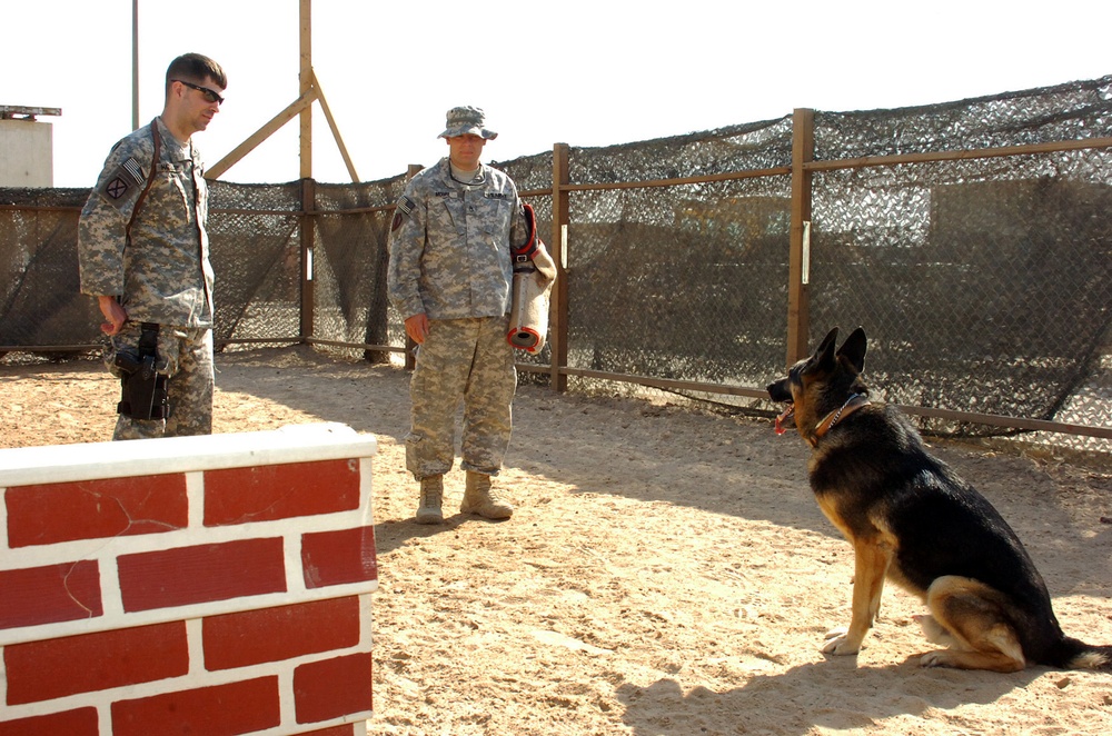 Day in the life of a military working dog handler