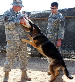Day in the life of a military working dog handler