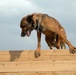Military Working Dogs Impact Security at Kirkuk