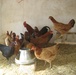 Women's project succeeding in Panjshir Valley
