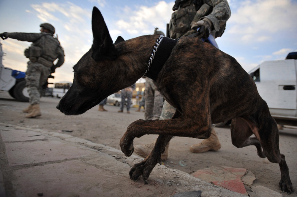 Raider Dog Team conducts combined patrol with Soldiers, National Polices