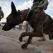 Raider Dog Team conducts combined patrol with Soldiers, National Polices