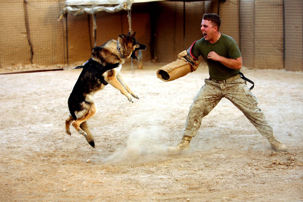 K9s take a bite out of insurgents