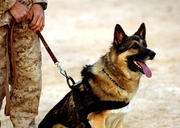 K9s take a bite out of insurgents