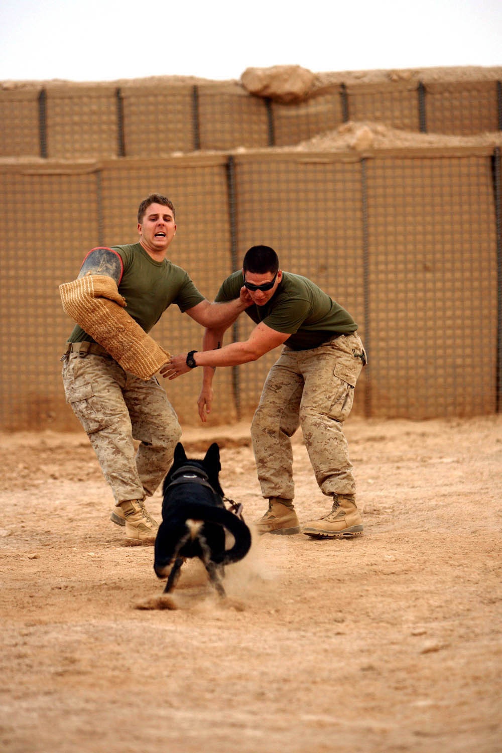 K9s take a bite out of insurgents