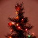 Family tree bears wealth of Christmas history