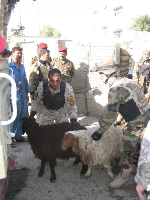 Long Knives deliver sheep for Iraqi holiday