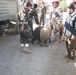Long Knives deliver sheep for Iraqi holiday