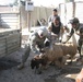 Long Knives deliver sheep for Iraqi holiday