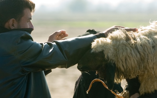 Needy families get mutton in Kut