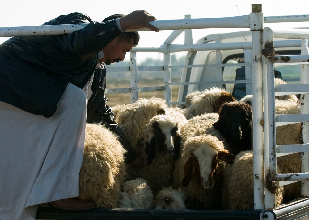 Needy families get mutton in Kut