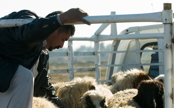 Needy families get mutton in Kut