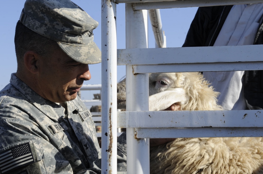 Sheep Hand Out in Al Kut, Iraq