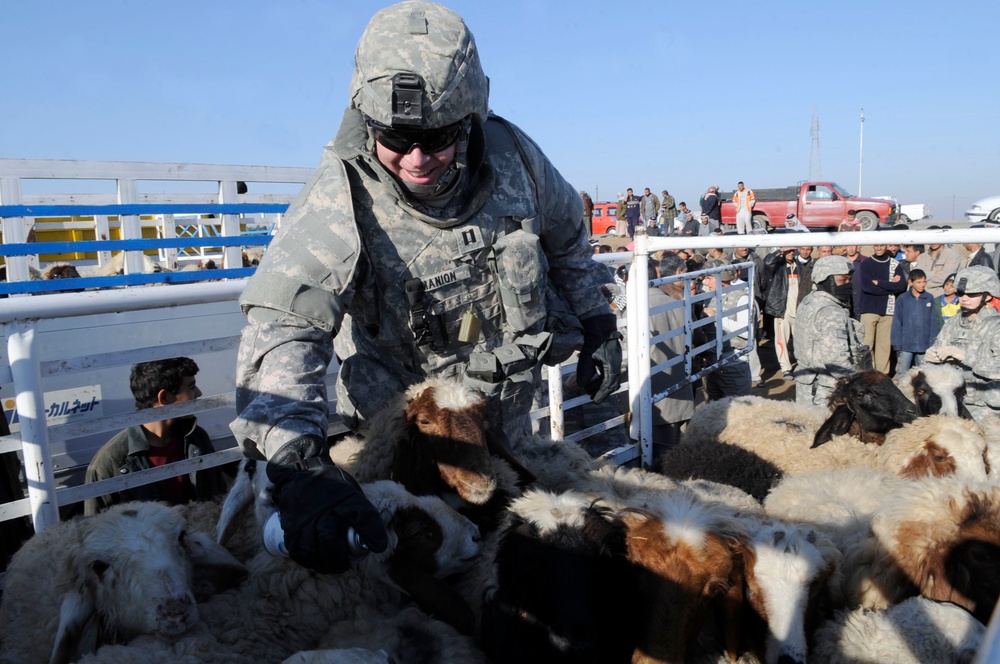 Sheep Hand Out in Al Kut, Iraq