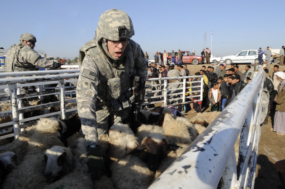 Sheep Hand Out in Al Kut, Iraq