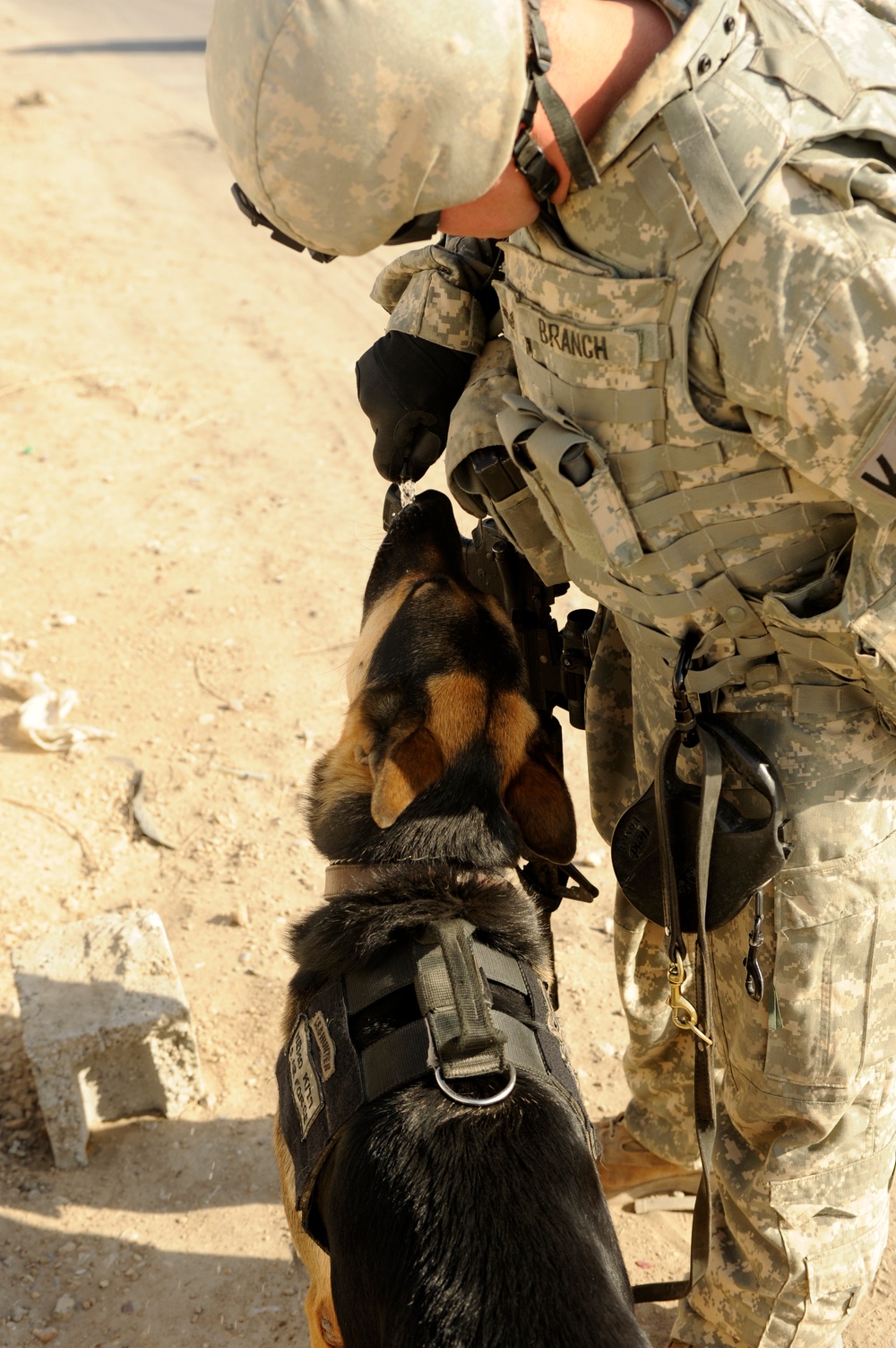 Working dogs in Baghdad