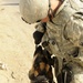 Working dogs in Baghdad