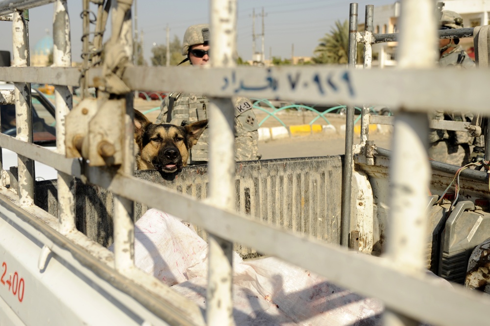 Working dogs in Baghdad