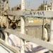 Working dogs in Baghdad