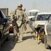 Working dogs in Baghdad