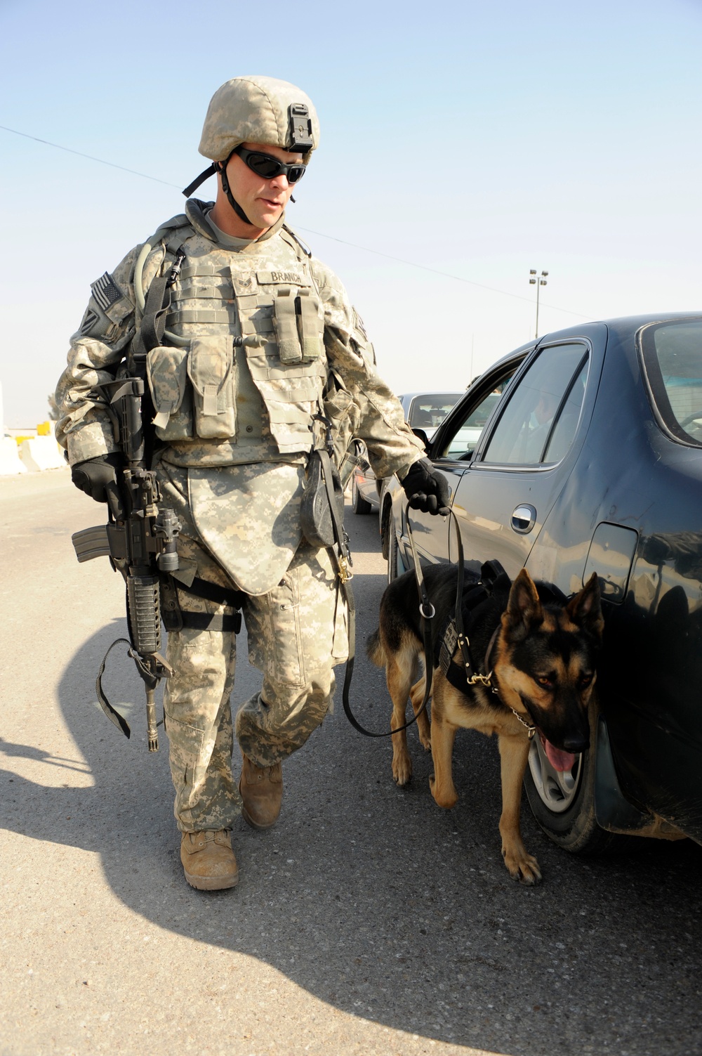 Working dogs in Baghdad