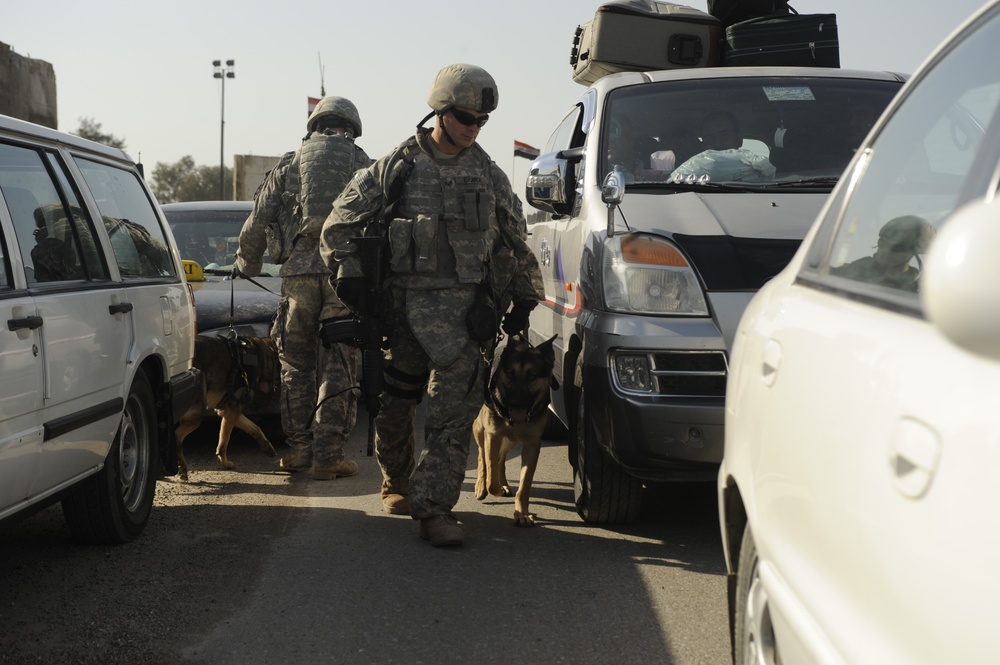 Working dogs in Baghdad