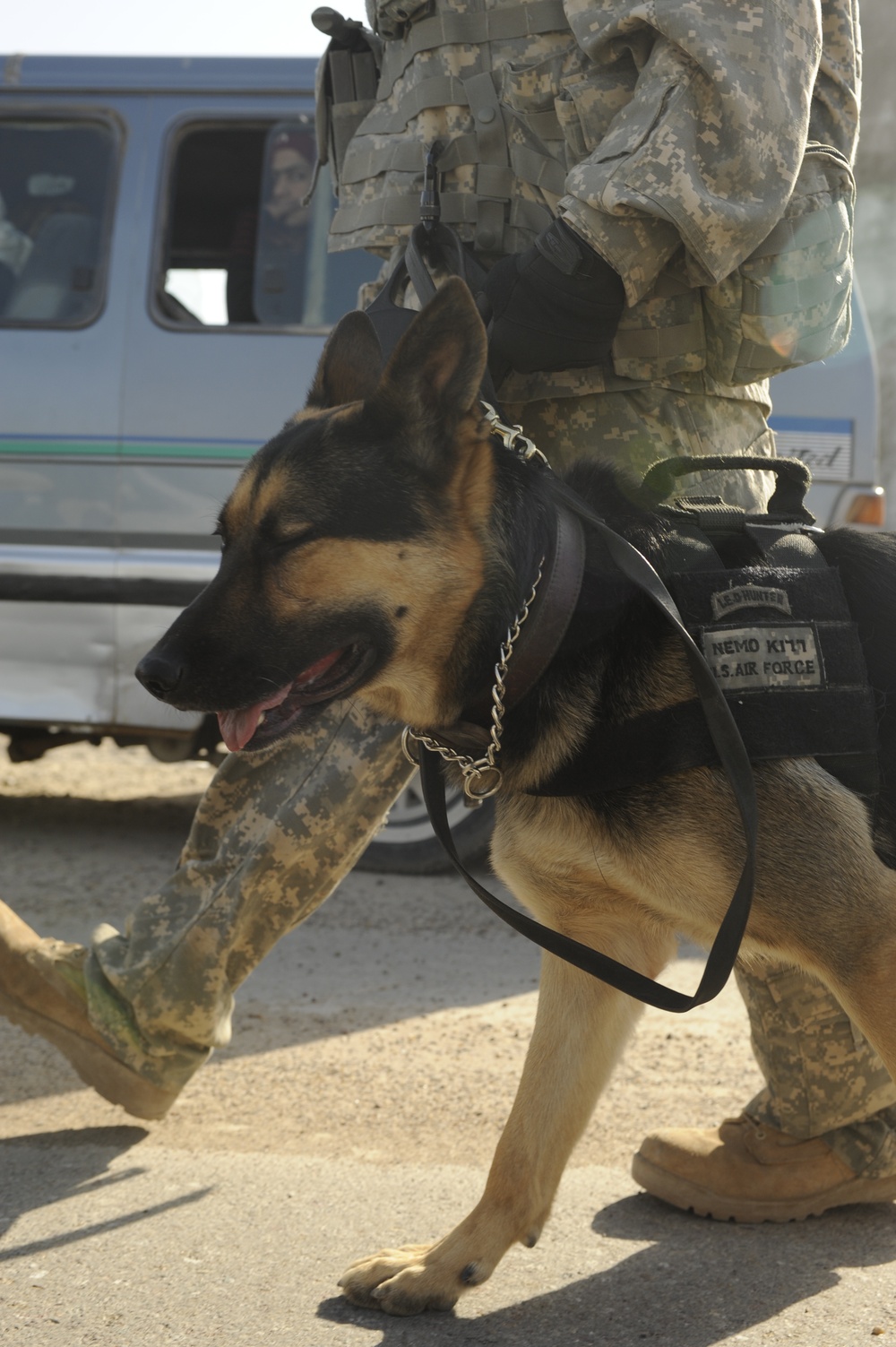 Working dogs in Baghdad