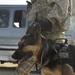 Working dogs in Baghdad