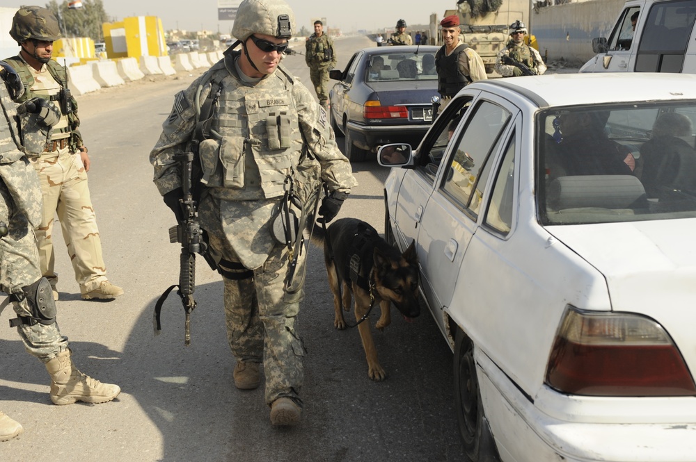 Working dogs in Baghdad