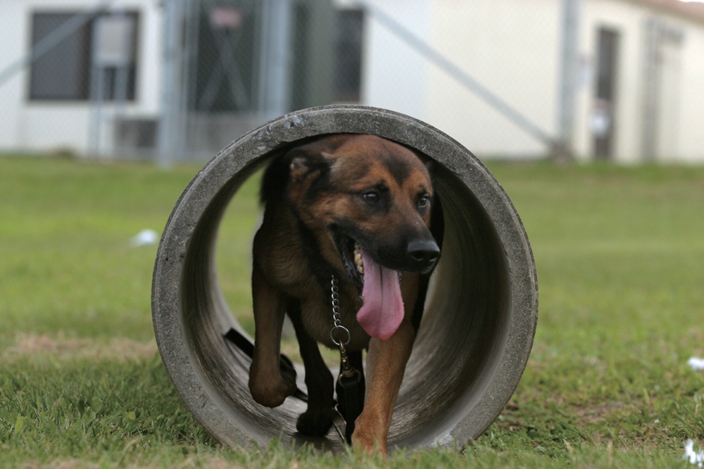 Military working dog