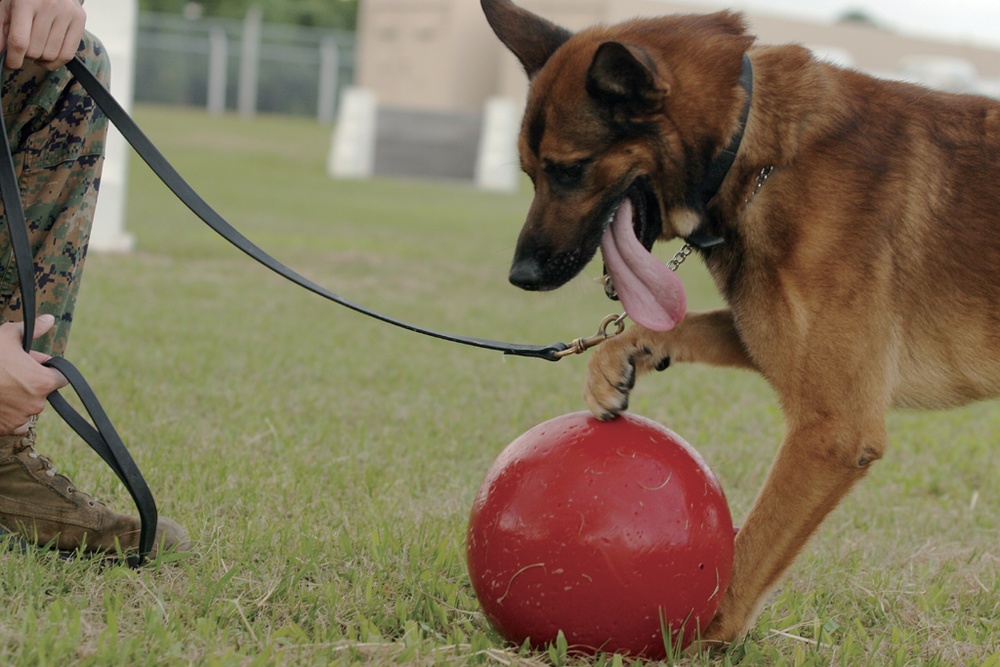 Military working dog