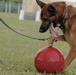 Military working dog