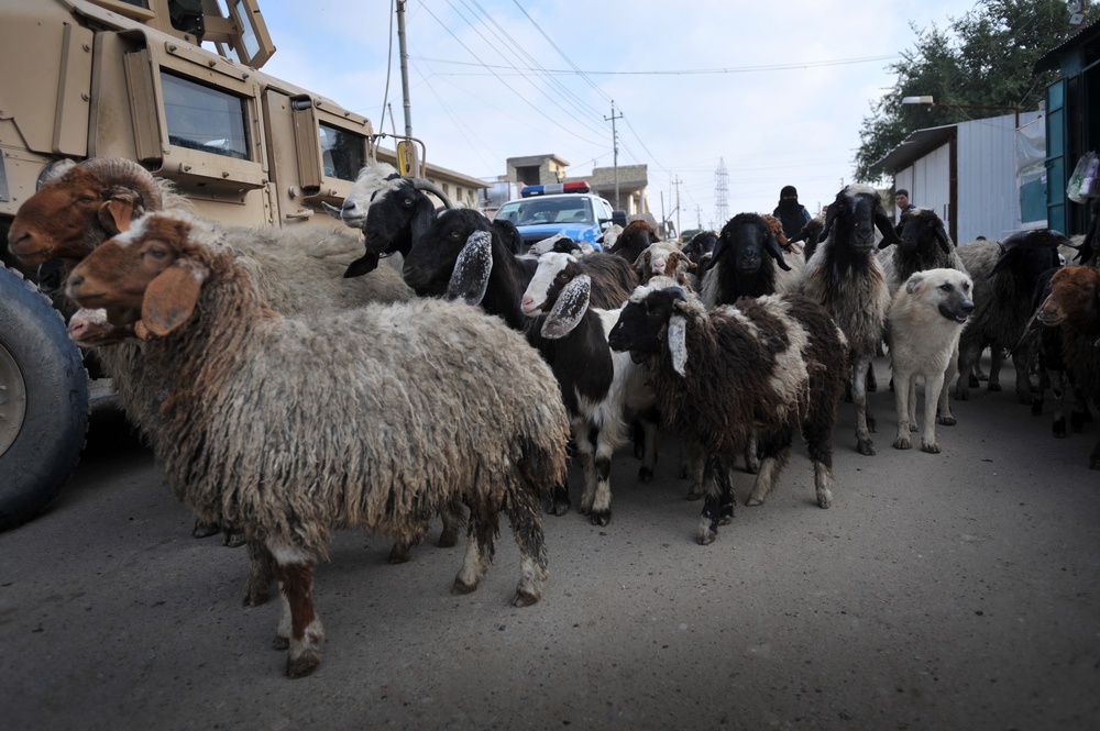 Cow donation in Baghdad