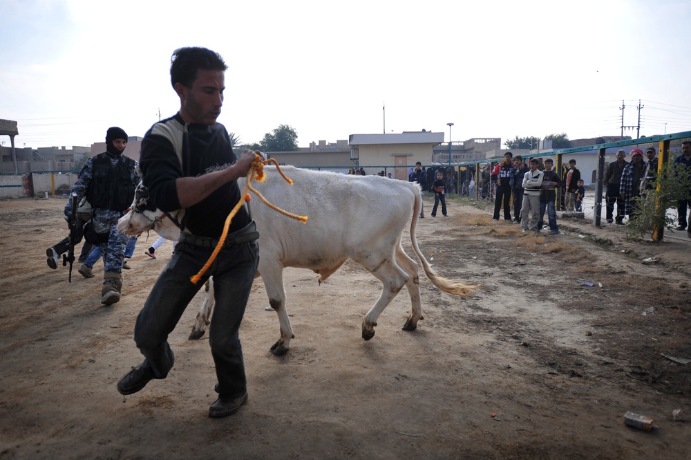 Cow donation in Baghdad