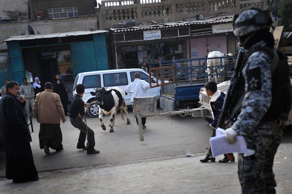 Cow donation in Baghdad