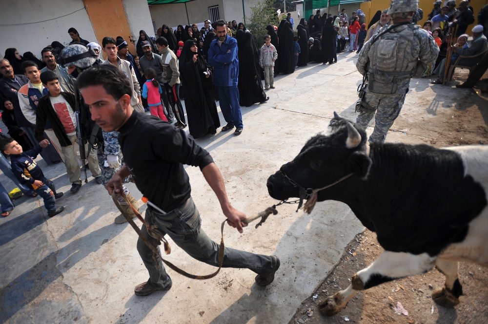 Cow donation in Baghdad