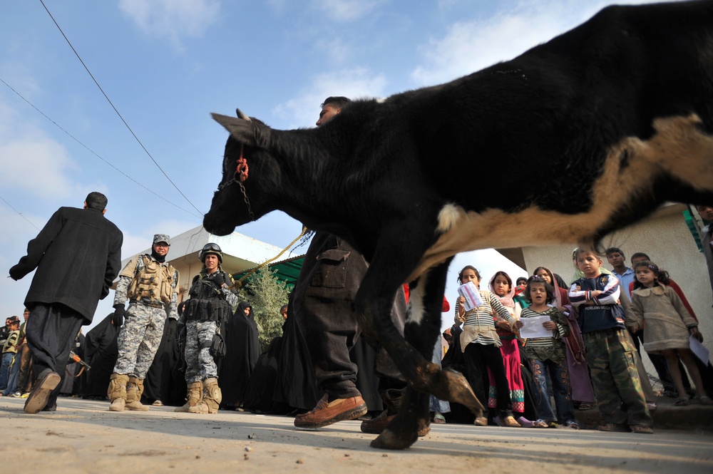 Cow donation in Baghdad