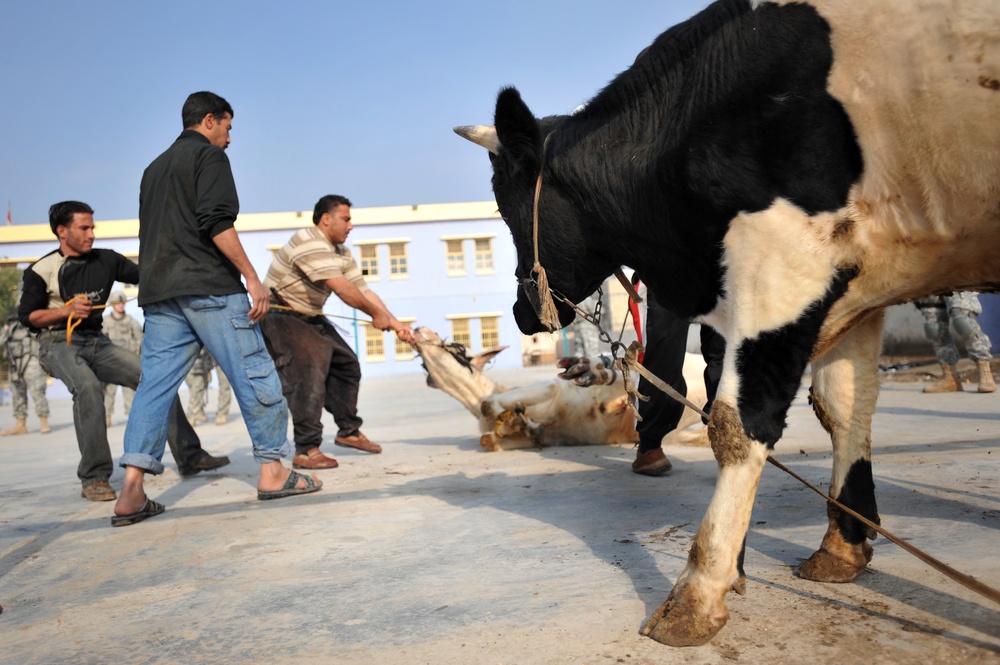 Cow donation in Baghdad