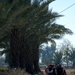 New Irrigation Project in Muehlah, Iraq