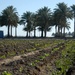 New Irrigation Project in Muehlah, Iraq