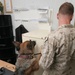 Conducting a search with military working dog