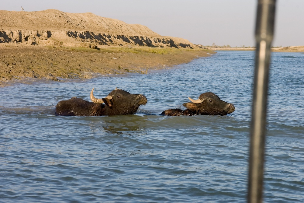 Presence patrol in Basra