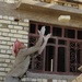 School Being Built in Afak, Iraq