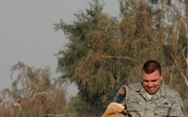 A U.S. Air Force servicemember, identified by name tape as 'VECCHI', is conducting military working dog (MWD) bite training with a German Shepherd. The airman is holding a padded bite sleeve/training arm while the dog lunges upward to bite it. The servicemember is smiling, indicating a controlled training exercise rather than a threatening situation.