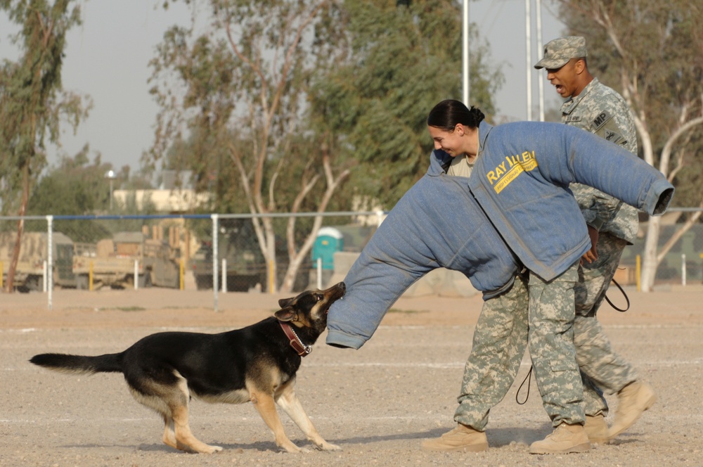 Military working dog training