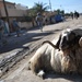 Joint U.S. Army, Iraqi police patrol