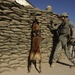Working Dog Training at Forward Operating Base Echo